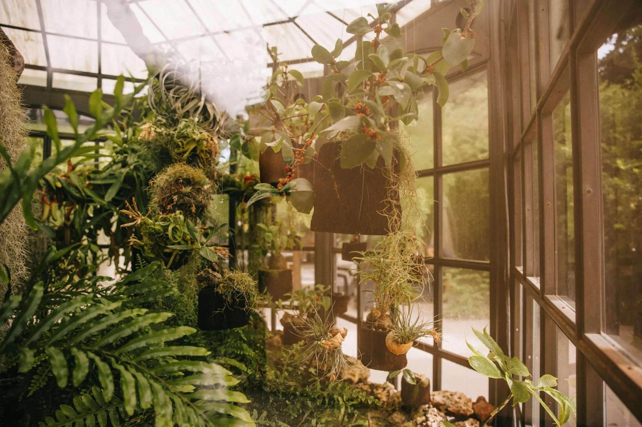 Discovering Biophilic Interior Styles: A greenhouse filled with lush green plants creating a harmonious connection with nature.