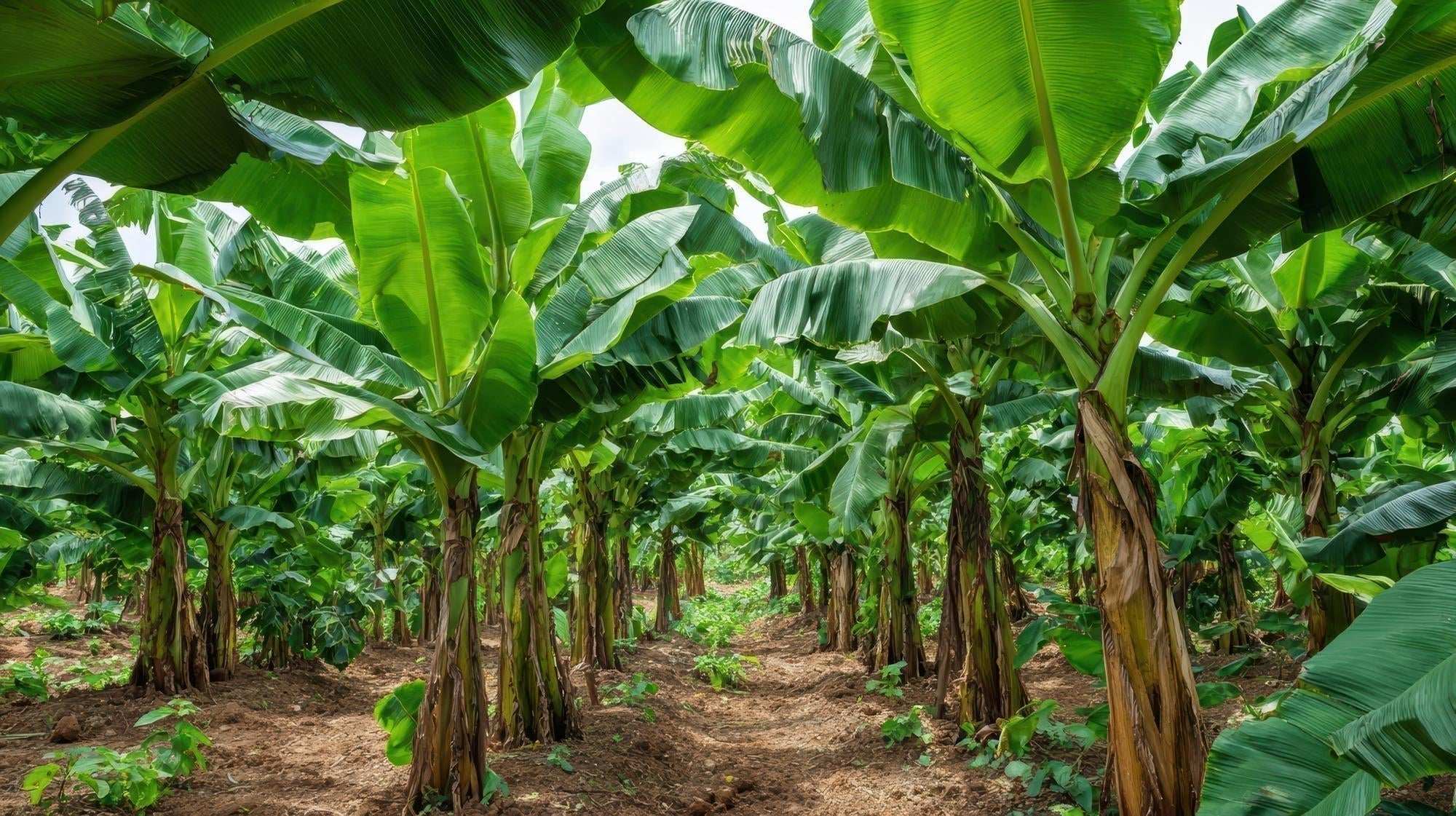 Banana Fiber: The Agricultural Byproduct Redefining Sustainable Textile Specification - Craft'n Build