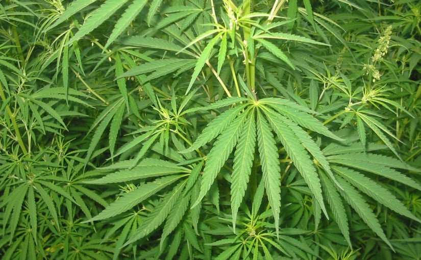 Hemp and Pineapple Leaf Fiber - Craft'n Build